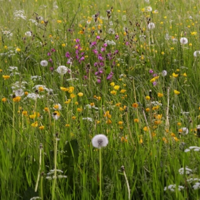 prairies-naturelles