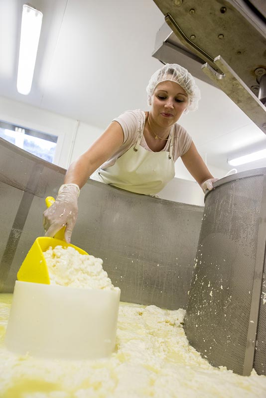 Présure : l'élément clé de la fabrication des fromages