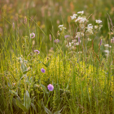 Prairie Naturelle