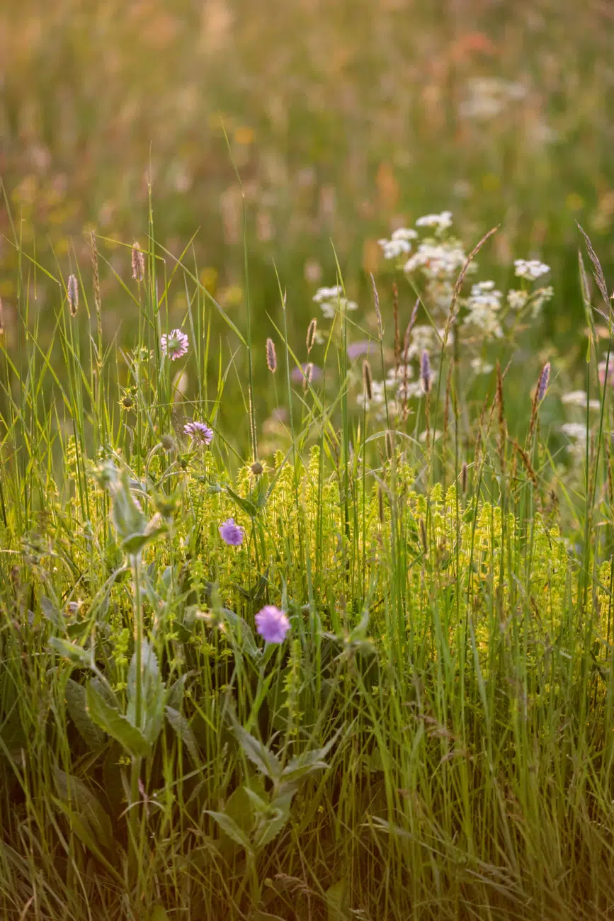 Prairie Naturelle