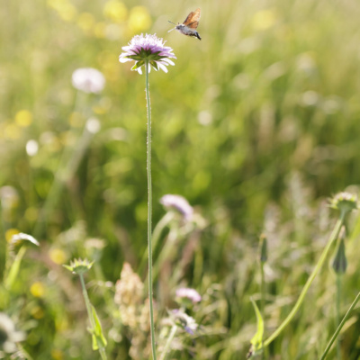 Prairie Naturelle