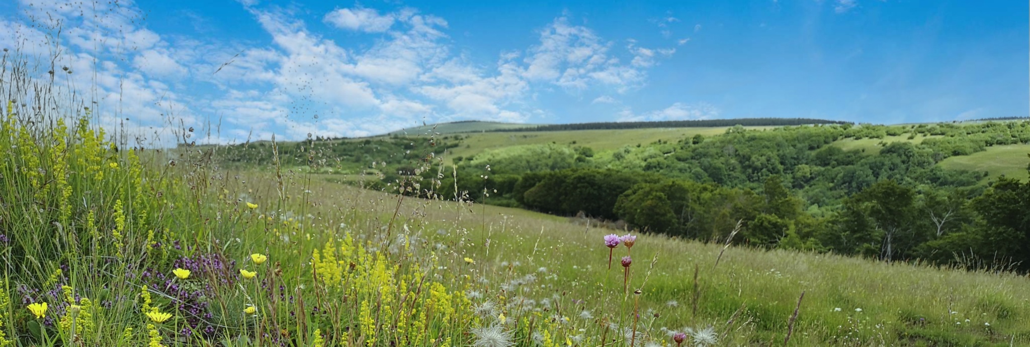 Prairies Naturelles & Plantes du terroir Auvergnat