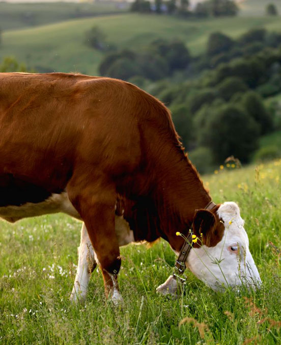 Vache dans une prairie