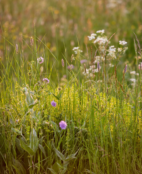 Fleurs de prairie