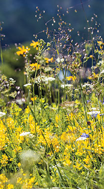 Actualité - 2e trophée prairies naturelles AOP Saint-Nectaire