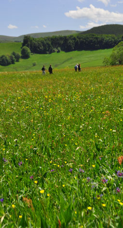 Retour sur le 3e Concours Prairies naturelles AOP Saint-Nectaire