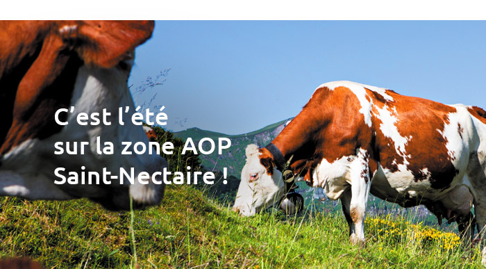 Pour les mordus de Saint-Nectaire - Explorez le site AOP Saint-Nectaire